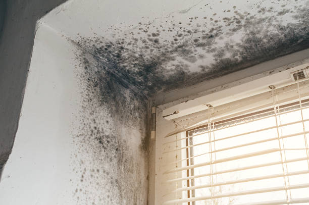 Trusted Black Mold Removal service in Westmont, NJ - Cheap Mold Removal